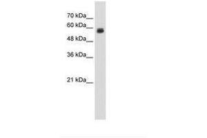Image no. 2 for anti-C-Type Lectin Domain Family 4, Member M (CLEC4M) (AA 51-100) antibody (ABIN203419)