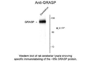 Western Blot of Anti-GRASP (Rabbit) Antibody - 612-401-D66 Western Blot of Rabbit anti-GRIP-associated proteins (GRASP) antibody.
