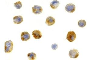 Immunohistochemistry (IHC) image for anti-Beclin 1, Autophagy Related (BECN1) (C-Term) antibody (ABIN1030289) (Beclin 1 抗体  (C-Term))