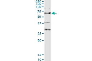 Immunoprecipitation of IL18R1 transfected lysate using anti-IL18R1 MaxPab rabbit polyclonal antibody and Protein A Magnetic Bead , and immunoblotted with IL18R1 purified MaxPab mouse polyclonal antibody (B01P) . (IL18R1 抗体  (AA 1-541))