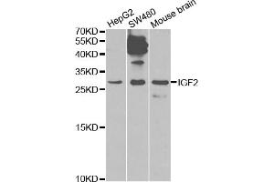 Western blot analysis of extracts of various cell lines, using IGF2 antibody (ABIN1873163) at 1:1000 dilution. (IGF2 抗体)