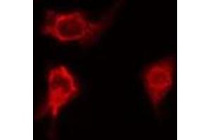 ABIN6276686 staining HeLa  cells by IF/ICC. (Clusterin 抗体  (Internal Region))