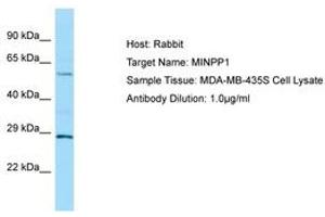 Image no. 1 for anti-Multiple Inositol-Polyphosphate Phosphatase 1 (MINPP1) (AA 409-458) antibody (ABIN6750007) (MINPP1 抗体  (AA 409-458))