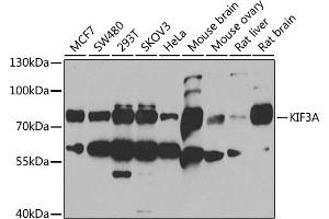 Western blot analysis of extracts of various cell lines, using KIF3A antibody (ABIN6128170, ABIN6142871, ABIN6142872 and ABIN6222335) at 1:1000 dilution. (KIF3A 抗体  (AA 430-699))