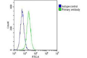 Overlay histogram showing Hela cells stained with (ABIN655653 and ABIN2845127) (green line). (CREB1 抗体  (AA 105-132))