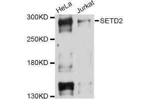 Western blot analysis of extracts of various cell lines, using SETD2 Antibody (ABIN5998788) at 1/1000 dilution. (SETD2 抗体)