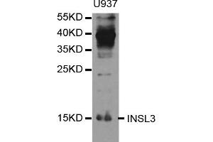 Western blot analysis of extracts of U-937 cells, using INSL3 antibody (ABIN5973356) at 1/1000 dilution. (INSL3 抗体)
