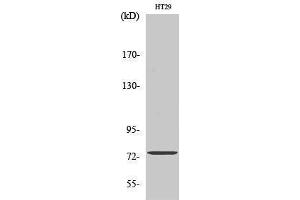 Western Blotting (WB) image for anti-Acyl-CoA Synthetase Short-Chain Family Member 1 (ACSS1) (C-Term) antibody (ABIN3173658) (ACSS1 抗体  (C-Term))