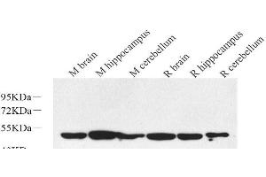 Western Blot analysis of various samples using RBFOX3 Polyclonal Antibody at dilution of 1:1000. (NeuN 抗体)