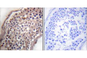 Peptide - +Immunohistochemical analysis of paraffin-embedded human testis tissue using Ephrin B (Ab-330) antibody (#B0010). (EFNB1/2 (Tyr330) 抗体)