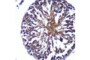 Immunohistochemistry of paraffin-embedded Rat testis using Bif-1 Rabbit pAb (ABIN7270280) at dilution of 1:100 (40x lens). (SH3GLB1 抗体  (AA 120-365))