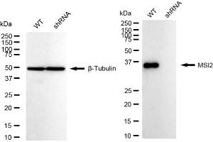 Western blotting analysis using MSI2 antibody (ABIN7799495).