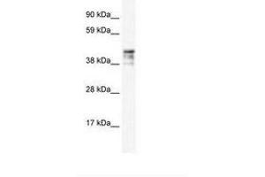 Image no. 2 for anti-Keratin 15 (KRT15) (C-Term) antibody (ABIN6735909) (KRT15 抗体  (C-Term))
