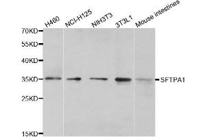 Western blot analysis of extracts of various cell lines, using SFTPA1 antibody. (Surfactant Protein A1 抗体)