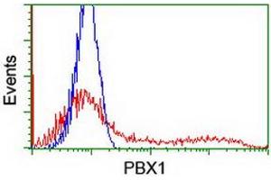 Image no. 3 for anti-Pre-B-Cell Leukemia Homeobox Protein 1 (PBX1) antibody (ABIN1500044) (PBX1 抗体)