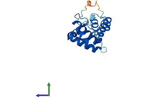 Protein Structure (PS) image for Actin Related Protein 2/3 Complex, Subunit 5-Like (ARPC5L) (AA 1-153) protein (His tag) (ABIN7552423)