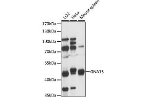 Western blot analysis of extracts of various cell lines, using GN antibody (ABIN7267536) at 1:1000 dilution. (GNA15 抗体  (AA 112-374))