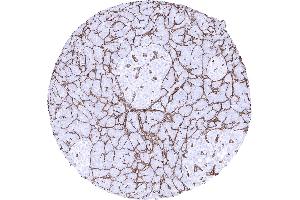 Collagen IV positive membranes surround pancreatic acini. (Recombinant Collagen IV 抗体)