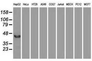 Image no. 2 for anti-Fibroblast Growth Factor 2 (Basic) (FGF2) (AA 10-155) antibody (ABIN1490786)
