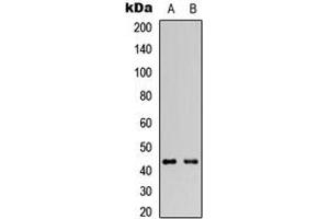 Western blot analysis of GATA1 expression in HeLa (A), HEK293T (B) whole cell lysates. (GATA1 抗体  (C-Term))