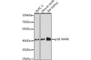 Western blot analysis of extracts of various cell lines, using p38 MAPK antibody (ABIN7268616) at 1:1000 dilution.