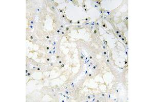 Immunohistochemistry (IHC) image for anti-Nuclear Receptor Subfamily 2, Group F, Member 2 (NR2F2) (N-Term) antibody (ABIN7301074)