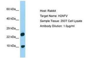 Image no. 1 for anti-H2A Histone Family, Member V (H2AFV) (N-Term) antibody (ABIN6750190) (H2AFV 抗体  (N-Term))