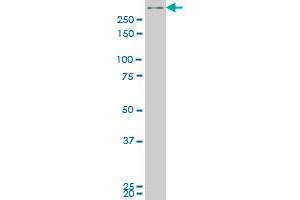 SMG1 monoclonal antibody (M04), clone 2B10 Western Blot analysis of SMG1 expression in Hela S3 NE . (SMG1 抗体  (AA 2922-3031))