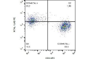 anti-Linker For Activation of T Cells Family, Member 2 (LAT2) (AA 91-243), (Cytoplasmic Domain) antibody (PE)