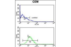 Flow cytometry analysis of CEM cells (bottom histogram) compared to a negative control cell (top histogram). (BAT4 抗体  (C-Term))