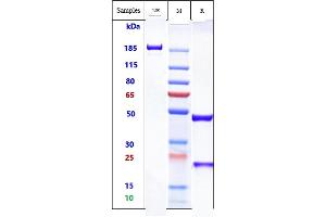 Anti-IgE Reference Antibody (talizumab) on SDS-PAGE under reducing (R) condition. (Recombinant IgE (Talizumab Biosimilar) 抗体)