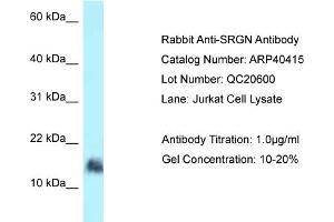 WB Suggested Anti-SRGN Antibody   Titration: 1. (SRGN 抗体  (N-Term))