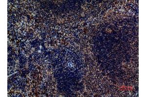 Immunohistochemistry (IHC) analysis of paraffin-embedded Mouse Spleen, antibody was diluted at 1:100.