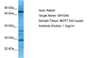 Western Blotting (WB) image for anti-Olfactory Receptor, Family 10, Subfamily A, Member 6 (OR10A6) (C-Term) antibody (ABIN2791806)
