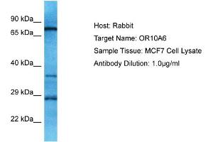 Host: Rabbit Target Name: OR10A6 Sample Type: MCF7 Whole Cell lysates Antibody Dilution: 1. (OR10A6 抗体  (C-Term))