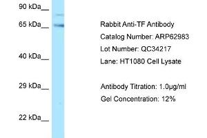 Western Blotting (WB) image for anti-Transferrin (TF) (C-Term) antibody (ABIN2789320) (Transferrin 抗体  (C-Term))