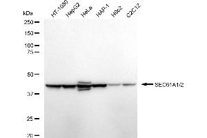 Western blotting analysis using SEC61A1/2 antibody (ABIN7800968). (Recombinant SEC61A1/2 抗体)