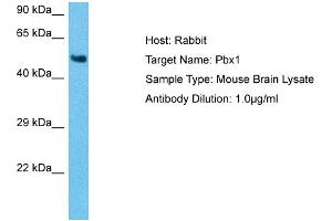 Host: Mouse Target Name: PBX1 Sample Tissue: Mouse Brain Antibody Dilution: 1ug/ml (PBX1 抗体  (N-Term))