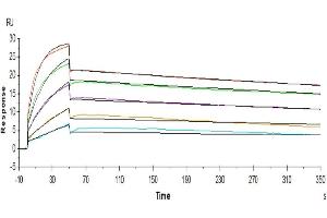 Surface Plasmon Resonance (SPR) image for Prolactin Receptor (PRLR) (AA 25-234) protein (His tag) (ABIN7275468)