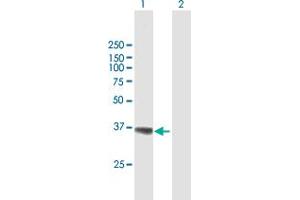 Western Blot analysis of AKR1A1 expression in transfected 293T cell line by AKR1A1 MaxPab polyclonal antibody. (AKR1A1 抗体  (AA 1-325))