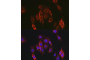 Immunofluorescence (IF) image for anti-Neural Precursor Cell Expressed, Developmentally Down-Regulated 9 (NEDD9) (AA 60-174) antibody (ABIN3023331)