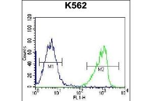 GIF Antibody (Center) (ABIN656899 and ABIN2846098) flow cytometric analysis of K562 cells (right histogram) compared to a negative control cell (left histogram). (Intrinsic Factor 抗体  (AA 189-218))