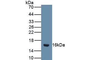 Western blot analysis of the recombinant protein. (SFRP5 抗体  (AA 48-161))
