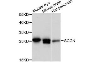 Western blot analysis of extracts of various cell lines, using SCGN antibody. (SCGN 抗体  (AA 1-276))