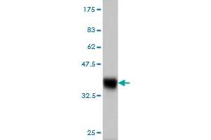 Western Blot detection against Immunogen (36. (CLLD6 抗体  (AA 97-196))