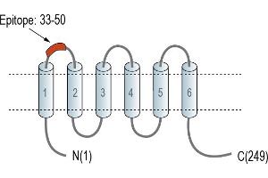 anti-Transmembrane Protein 150C (TMEM150C) (AA 33-50), (Extracellular), (Loop 1) antibody