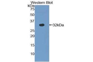Western Blotting (WB) image for anti-S-Antigen, Retina and Pineal Gland (Arrestin) (SAG) (AA 139-388) antibody (ABIN1860494) (SAG 抗体  (AA 139-388))