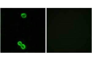 Immunofluorescence (IF) image for anti-Ribosomal Protein L3-Like (RPL3L) (AA 211-260) antibody (ABIN2879178) (RPL3L 抗体  (AA 211-260))