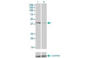 Western blot analysis of PDK2 over-expressed 293 cell line, cotransfected with PDK2 Validated Chimera RNAi (Lane 2) or non-transfected control (Lane 1).