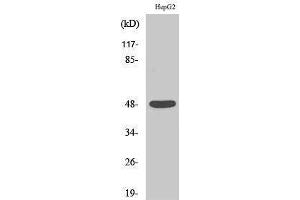 Western Blotting (WB) image for anti-Enolase (C-Term) antibody (ABIN3184489) (Enolase 抗体  (C-Term))